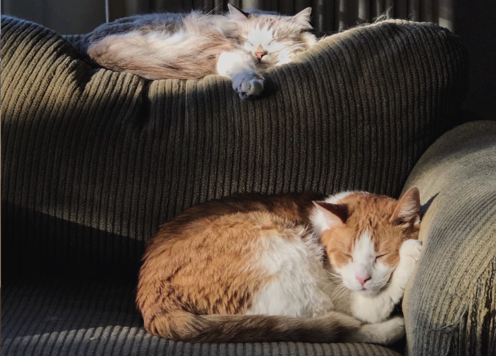 Cats Sofa Airbnb
